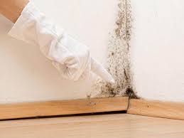 Best Mold Damage Restoration  in Kaloko, HI